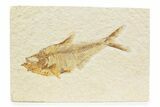 Detailed Fossil Fish (Diplomystus) - Wyoming #373755-1